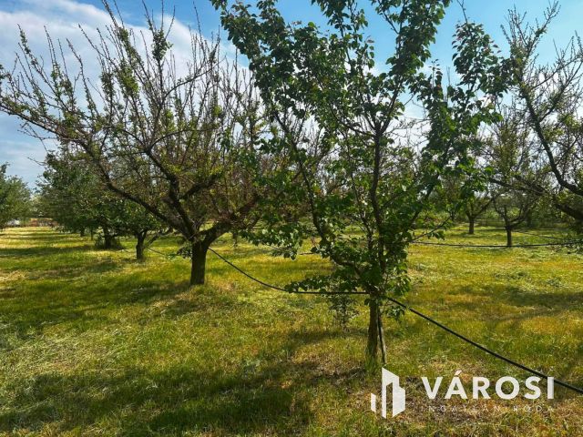 3 szobás családi ház, gyümölcsös és egy külön lakrész
